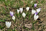 78 Crocus vernus bianchi e semi-violetti 